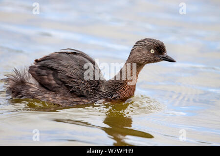 Neuseeland Zwergtaucher (Poliocephalus rufopectus), die über dem Wasser, wie es schwimmt. Waikanae Estuary, Wellington, Neuseeland, Februar. Gefährdete Arten. Stockfoto