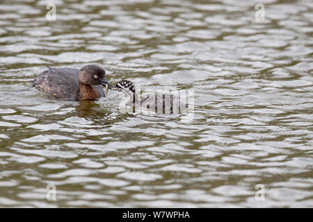 Neuseeland Zwergtaucher/Dabchick (Poliocephalus rufopectus) Ernährung ein Küken ein kleiner Fisch. Waikanae Estuary, Wellington, Neuseeland, Februar. Gefährdete Arten. Stockfoto