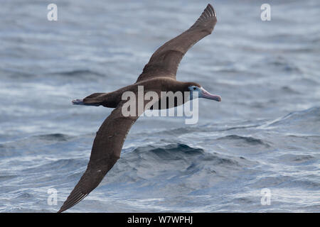 Juvenile Wanderalbatross, wahrscheinlich Neuseeland Albatross (Diomedea antipodensis) im Flug über das Meer, Anzeigen upperwing. Aus North Cape, Neuseeland, April. Gefährdete Arten. Stockfoto