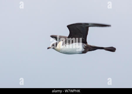 Nach Licht morph Pomarine Jaeger (Eulen pomarinus) in Zucht Gefieder mit großen Schwanz &#39; Löffel &#39;. Cape St. Elias, Alaska, United States. Juli. Stockfoto