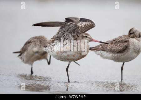 Männliche Bar-tailed godwit (Limosa lapponica) Mauser in nicht-Zucht Gefieder, immer noch mit einem Hauch von seiner Zucht Gefieder. Manawatu Estuary, Manawatu, Neuseeland, September. Stockfoto