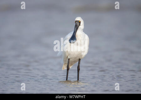 Nach Royal Löffler (Platalea Regia) in nicht-Zucht Gefieder, zeigt die unverwechselbare Löffelförmige Rechnung. Manawatu Estuary, Manawatu, Neuseeland, September. Stockfoto