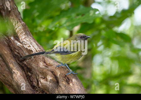 Unreifen männlichen Bellbird (Anthornis melanura) auf einen Zweig im Unterwuchs thront. Zeigt einige erhalten Jugendliche Flugfedern und weniger Lila auf dem Gesicht als bei Erwachsenen. Tiritiri Matangi Island, Auckland, Neuseeland, September. Stockfoto