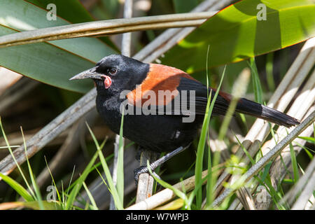 Nach North Island saddleback (Philesturnus rufusater), das die offensichtlichen fleischigen wattle an der Basis der Rechnung. Tiritiri Matangi Island, Auckland, Neuseeland, September. Stockfoto