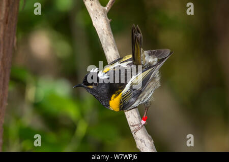 Männliche Stitchbird (Notiomystis gracilis) auf einem Ast sitzend, mit Schwanz in charakteristischen legte dar. Tiritiri Matangi Island, Auckland, Neuseeland, September. Gefährdete Arten. Stockfoto