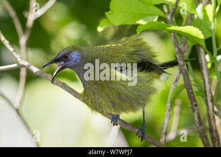 Erwachsene männliche Bellbird (Anthornis melanura) auf einem Ast sitzend und aufgeblasen Aufruf in einer aggressiven Anzeigen. Tiritiri Matangi Island, Auckland, Neuseeland, September. Stockfoto