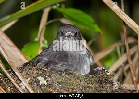 Erwachsene Frau North Island Robin (Petroica longipes) brüten Küken im Nest. Tiritiri Matangi Island, Auckland, Neuseeland, September. Stockfoto