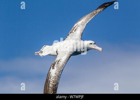 Nach Wanderalbatross, wahrscheinlich eine Neuseeland Albatross (Diomedea antipodensis) im Flug über das Meer, zeigt die upperwing. In Kaikoura, Canterbury, Neuseeland. Dies ist der wahrscheinlich der Antipodean Unterarten. In Kaikoura, Canterbury, Neuseeland, Oktober. Gefährdete Arten. Stockfoto