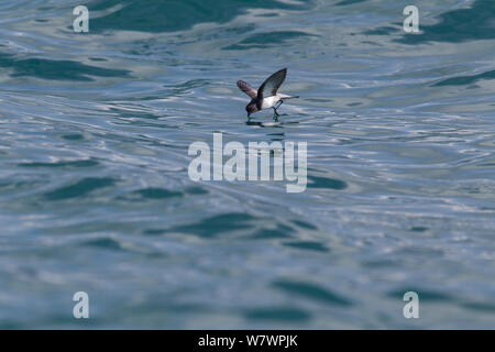 Grau-Storm-petrel (Garrodia nereis) Beschickung von der Fläche der Wasser. In Kaikoura, Canterbury, Neuseeland, Oktober. Stockfoto