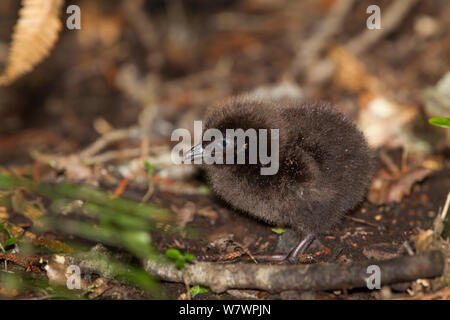 Weka (Gallicolumba australis scotti) Küken unter leaflitter auf dem Waldboden. Die Erwachsenen in der Nähe war. Ulva Island, Stewart Island, Neuseeland, November. Stockfoto