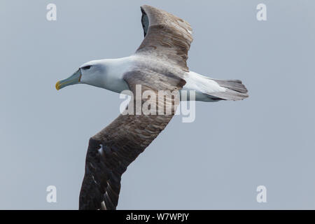 Nach weißen, schneebedeckten Albatross (Thalassarche cauta) im Flug mit der upperwing. Aus Stewart Island, Neuseeland, November. In der Nähe von bedroht. Stockfoto