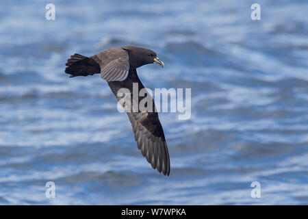 Weiß, dass Petrel (Procellaria aequinoctialis) im Flug über das Wasser, die den underwing. In Kaikoura, Canterbury, Neuseeland, November. Gefährdete Arten. Stockfoto