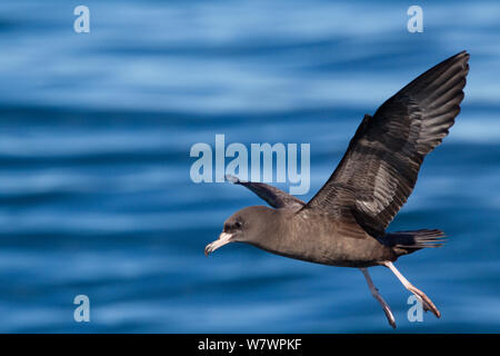 Fleisch-footed Shearwater (Puffinus carneipes) auf dem Wasser zu landen, zeigt das Diagnosegerät blassen Füßen dieser Spezies. In Kaikoura, Canterbury, Neuseeland, Februar. Stockfoto