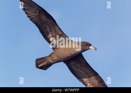 Fleisch-footed Shearwater (Puffinus carneipes) auf dem Wasser zu landen, zeigt das Diagnosegerät blassen Füßen dieser Spezies. Die drei Könige, weit im Norden, Neuseeland, März. Stockfoto