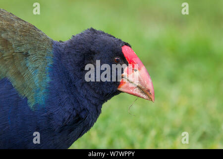 Nach Takahe (Porphyrio hochstetteri) Nahaufnahme zeigt die massiven Bill und frontaler Schild. Tiritiri Matangi Island, Auckland, Neuseeland, April. Gefährdete Arten. Stockfoto