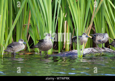 Eine Feder in Grau teal (Anas (v. griech.) Das hocken auf einem Baumstamm am Rande eines Teiches. Auf dem Foto sind von Links nach Rechts, ein Kind, einen Erwachsenen und zwei immatures. Te Awanga Lagune, Hawkes Bay, Neuseeland, November. Stockfoto