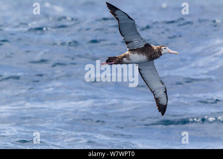 Wandering Albatross, wahrscheinlich unreifen Neuseeland Albatross (Diomedea antipodensis) im Flug über das Meer, Anzeigen underwing. Aus North Cape, Neuseeland, März. Gefährdete Arten. Stockfoto