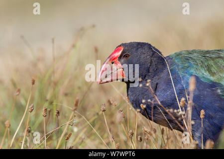 Nach Takahe (Porphyrio hochstetteri) Nahaufnahme zeigt die massiven Bill und frontale Abschirmung wie es Spaziergänge durch Wiesen. Tiritiri Matangi Island, Auckland, Neuseeland, Februar. Gefährdete Arten. Stockfoto