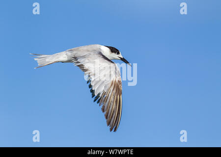 Nach Flussseeschwalbe (Sterna hirundo) longipennis in verschlissenen Nicht-Zucht Gefieder. Beachten Sie, dass diese Unterart hat immer einen schwarzen Schnabel, auch in der Zucht Gefieder. Donnerstag, Insel, Torres Strait, Australien. März. Stockfoto