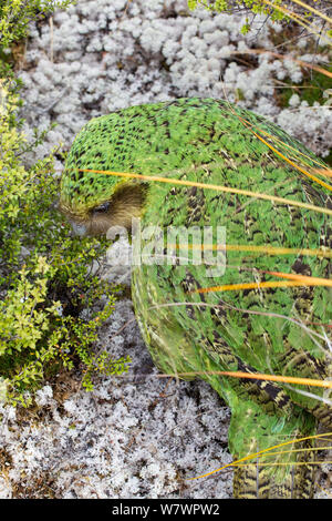 &#39; Sinbad&#39; die männlichen Kakapo (Strigops habroptilus) Codfish Insel, Stewart Island, Neuseeland, Januar. Kritisch gefährdet. Stockfoto