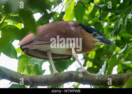 Nach Nankeen Nacht - Heron (Nycticorax caledonicus australasiae) in einem Baum gehockt unter verlässt. Labuan Bird Park, Sabah, Borneo. April. Gefangen. Stockfoto