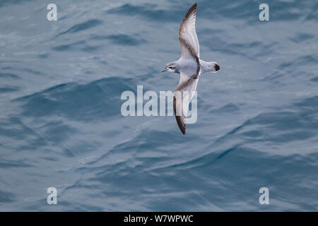 Antarktis prion (Pachyptila desolata) im Flug niedrig über dem Meer, Anzeigen upperwing Muster. Zwischen der Falklandinseln und Südgeorgien, South Atlantic. Januar. Stockfoto