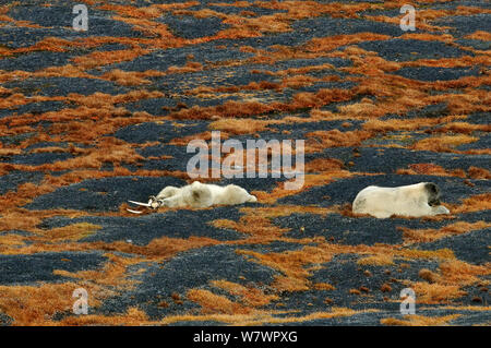 Eisbären (Ursus maritimus) ausruhen, ein Spiel mit dem Schädel. Wrangel Insel, fernöstlichen Russland, September. Stockfoto