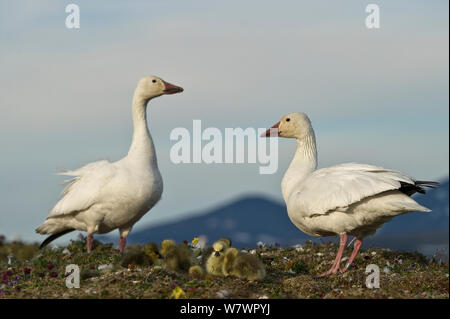 Schnee Gänse (Chen caerulescens Caerulescens) Paar mit Küken im Nest, Wrangel Insel, fernöstlichen Russland, Juni. Stockfoto