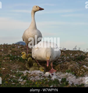 Schnee Gänse (Chen caerulescens Caerulescens) Paar mit Küken im Nest, Wrangel Insel, fernöstlichen Russland, Juni. Stockfoto