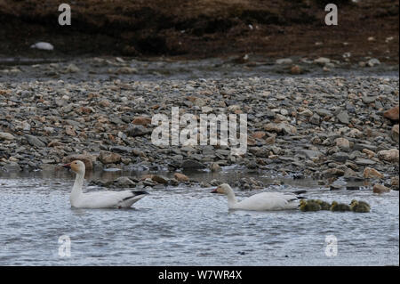 Schnee Gänse (Chen caerulescens Caerulescens) Schwimmen mit Küken, Wrangel Insel, fernöstlichen Russland, Juni. Stockfoto