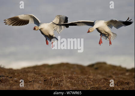 Schnee Gänse (Chen caerulescens Caerulescens) zwei Landung, Wrangel Insel, fernöstlichen Russland, Juni. Stockfoto