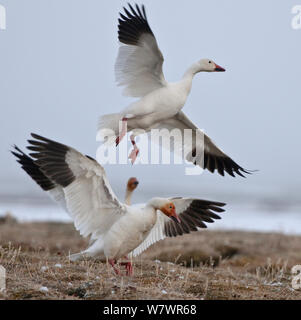 Schnee Gänse (Chen caerulescens Caerulescens), Wrangel Insel, fernöstlichen Russland, Juni. Stockfoto