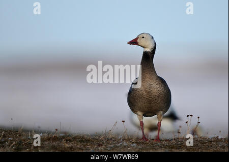 Snow Goose (Chen Caerulescens) blue Morph, Wrangel Insel, fernöstlichen Russland, Juni. Stockfoto