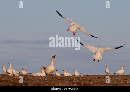 Schnee Gänse (Chen caerulescens Caerulescens) mit zwei Landung, Wrangel Insel, fernöstlichen Russland, Juni. Stockfoto