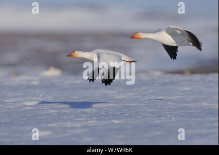 Schnee Gänse (Chen caerulescens Caerulescens) im Flug, Wrangel Insel, fernöstlichen Russland, Juni. Stockfoto