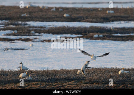 Schnee Gänse (Chen caerulescens Caerulescens) Mobbing arktischen Fuchs (Vulpes lagopus) in der Kolonie, Wrangel Insel, fernöstlichen Russland, Mai. Stockfoto