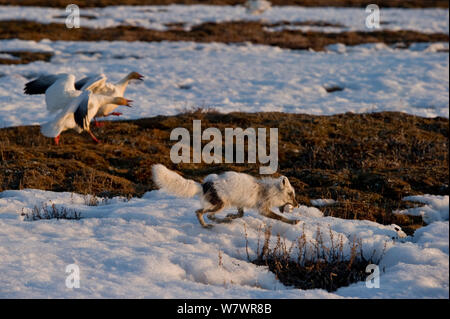 Arctic Fuchs (Vulpes lagopus) stehlen Snow goose (Chen caerulescens Caerulescens) mit Schnee Gänse es Mobbing, Wrangel Insel, fernöstlichen Russland, Mai. Stockfoto