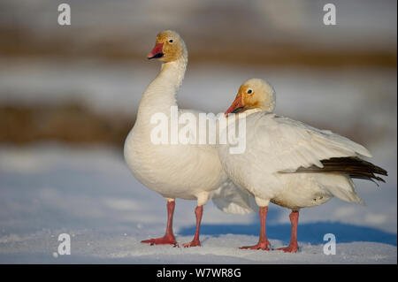 Schnee Gänse (Chen caerulescens Caerulescens) Paar Wrangel Insel, fernöstlichen Russland, Mai. Stockfoto