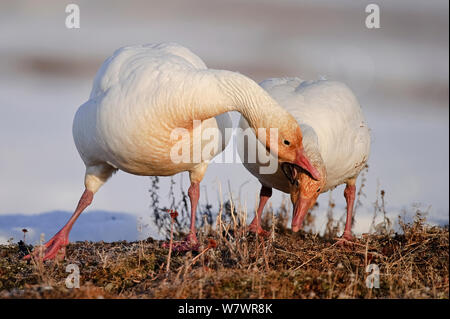 Schnee Gänse (Chen caerulescens Caerulescens) Umwerbung, Wrangel Insel, fernöstlichen Russland, Mai. Stockfoto