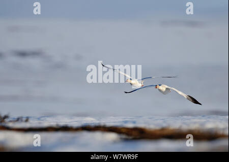 Schnee Gänse (Chen caerulescens Caerulescens) im Flug, Wrangel Insel, fernöstlichen Russland, Mai. Stockfoto