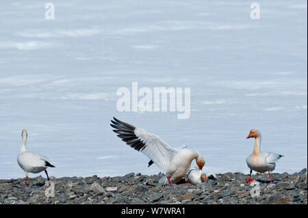 Schnee Gänse (Chen caerulescens Caerulescens) kämpfen, Wrangel Insel, fernöstlichen Russland, Mai. Stockfoto