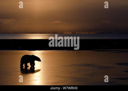 Eisbär (Ursus maritimus) am Strand, bei Sonnenuntergang Silhouette, Wrangel Insel, fernöstlichen Russland, Oktober. Stockfoto