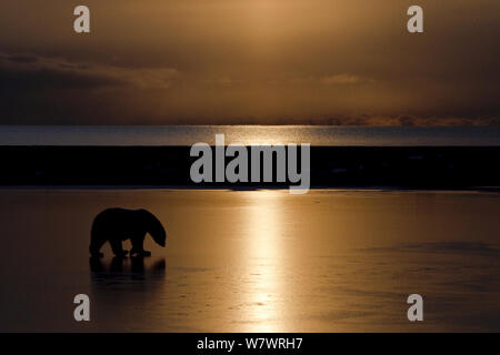 Eisbär (Ursus maritimus) am Strand, bei Sonnenuntergang Silhouette, Wrangel Insel, fernöstlichen Russland, Oktober. Stockfoto