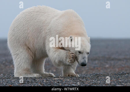 Eisbär (Ursus maritimus) Kratzen, Wrangel Insel, fernöstlichen Russland, September. Stockfoto