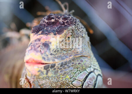 Echse Leguan, Kopf Nahaufnahme von Iguana. Stockfoto