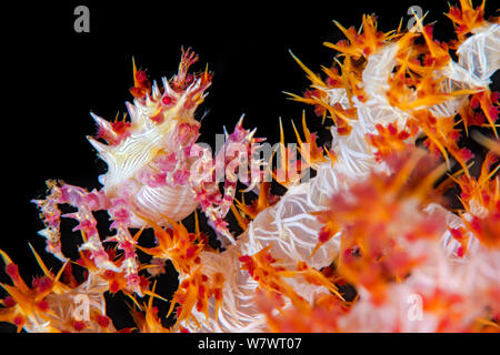 Candy Crab (Hoplophrys oatesii) auf weichkoralle Dendronephthya Bush. Tulamben Bay, Bali, Indonesien. Java Meer. Stockfoto