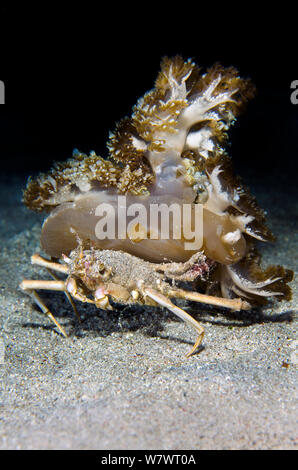 Quallen tragen Crab (Ethusa sp) Durchführung einer den Kopf Quallen (Cassiopeia Andromeda) bei Nacht. Insel Komodo, Komodo National Park, Indonesia. Flores Meer. Stockfoto