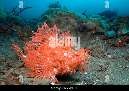 Weedy scorpionfish (Rhinopias frondosa) auf Coral rubble Hang. Bitung, Nord Sulawesi, Indonesien. Lembeh Strait, Molukken Meer. Stockfoto