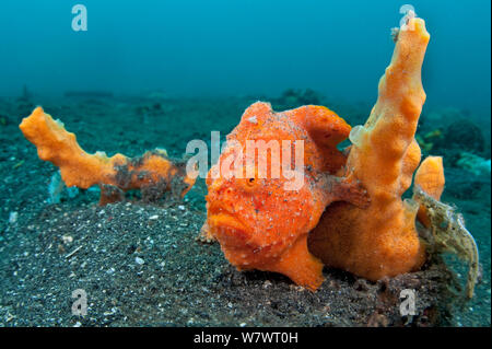 Golf - Kugel sortierte Lackiert Anglerfisch (Antennarius pictus) wartet Beute getarnt als orange Schwamm aufzulauern. Bitung, Nord Sulawesi, Indonesien. Lembeh Strait, Molukken Meer. Stockfoto