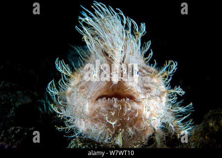 Portrait von haariger Anglerfisch (Antennarius striatus) auf der Lauer nach Beute auf dem Sand. Dieses große individuelle war vermutlich weiblich. Aer Prang, Bitung, Nord Sulawesi, Indonesien. Lembeh Strait, Molukken Meer. Stockfoto